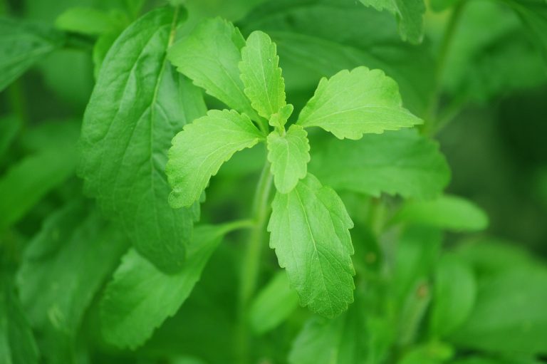 daun stevia, gula stevia, diabetes